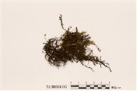 藏品(鈎枝鐮刀苔)的圖片